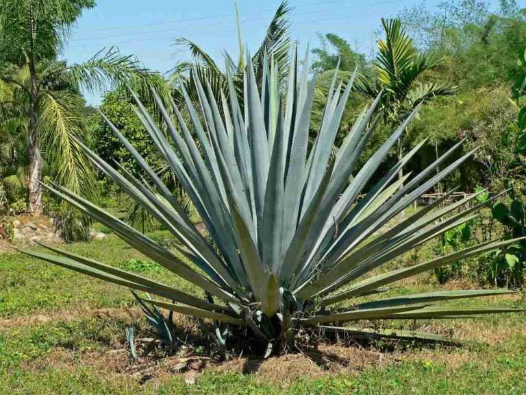 Agave tequilana (Agave tequilero)