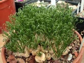 Albuca spiralis (Albuca sacacorchos)