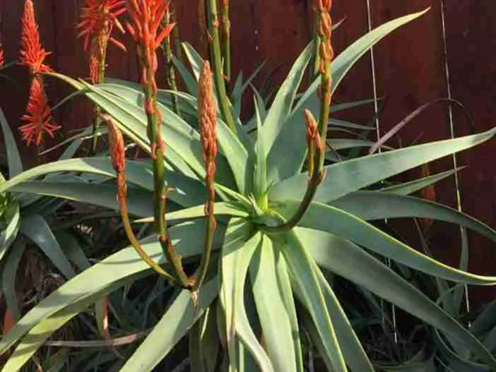 Aloe arborescens 'Spineless' (Áloe antorcha sin dientes)