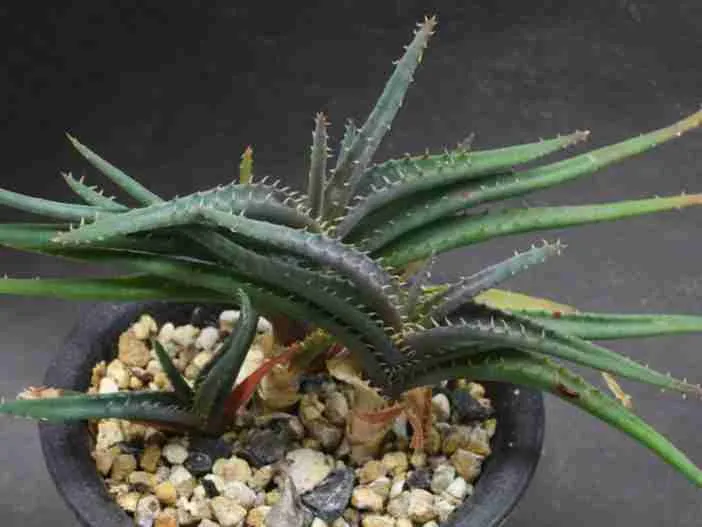 Aloe calcairophila
