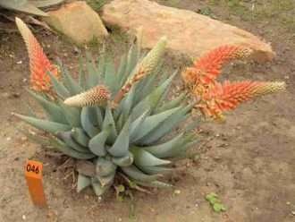 Aloe claviflora (Aloe Kraal)