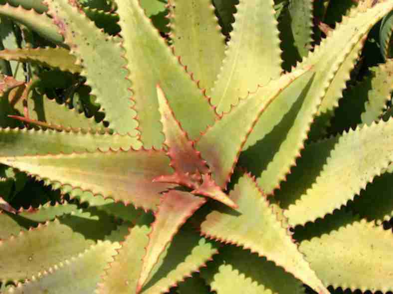 Aloe elgonica - Mt. Elgon Aloe
