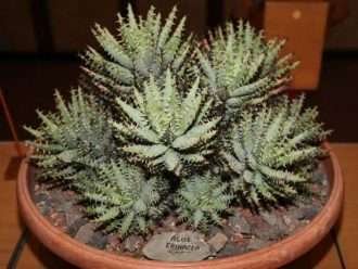 Aloe erinacea (Gorée)