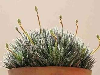 Aloe haworthioides (Aloe con hojas de Haworthia)