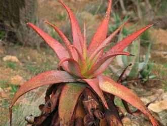 Microestigma de aloe (áloe moteado del cabo)