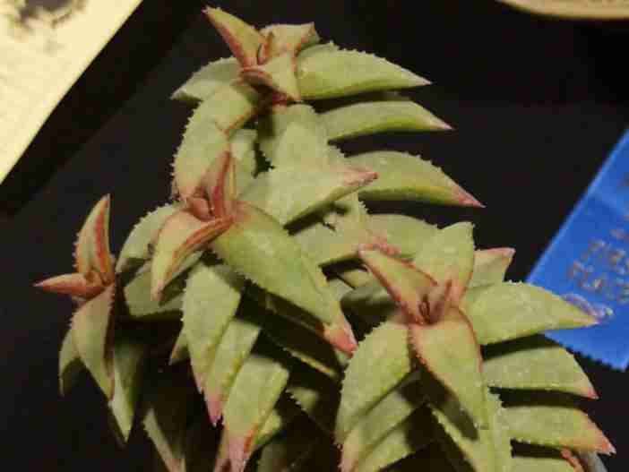 Aloe pearsonii - Aloe de Pearson
