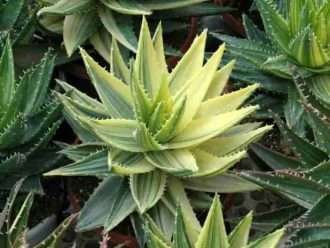 Aloe perfoliata f.  variegata - Áloe inglete abigarrado
