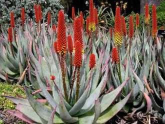 Aloe petricola - Aloe de piedra