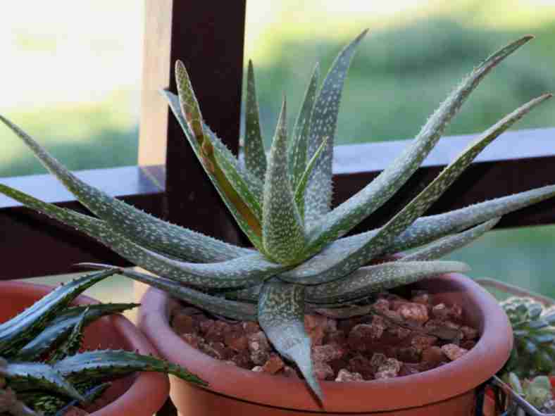Aloe pictifolia - Koga Aloe