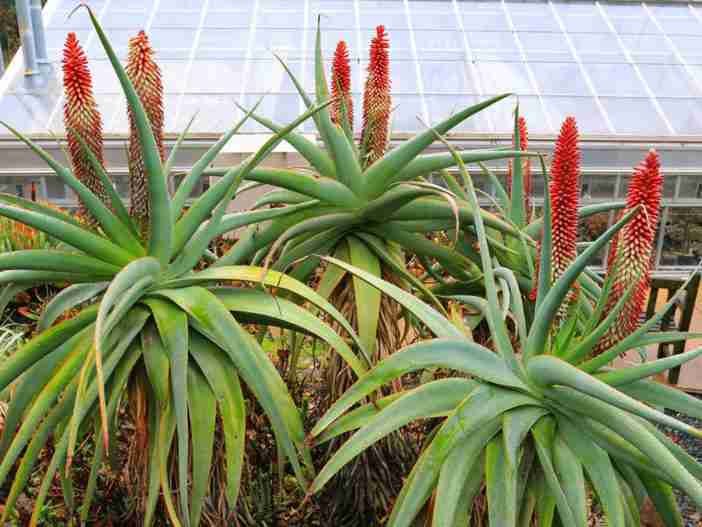 Aloe speciosa - Aloe de cabeza basculante