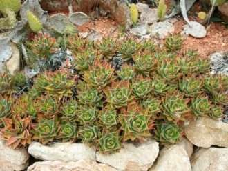 Aloe × nobilis (Gold Tooth Aloe) también conocido como Aloe nobilis