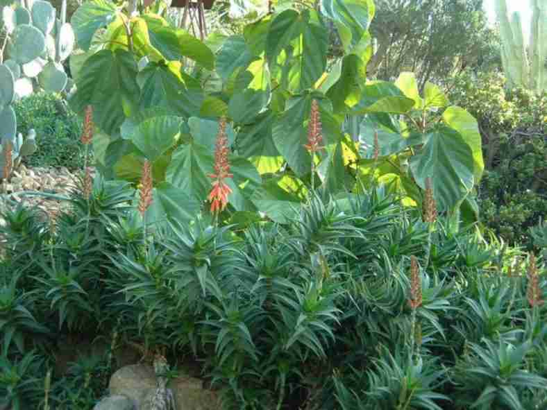 Aloiampelos gracilis (Rocket Aloe) también conocido como Aloe gracilis