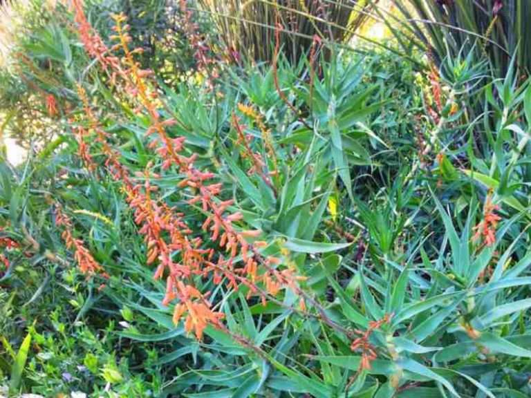 Aloe tenuior var.  rubriflora - Valla de aloe