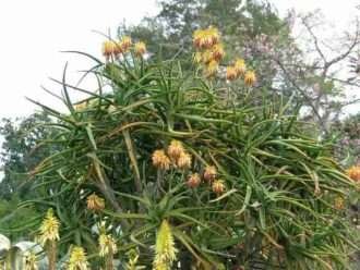 Aloidendron tongaense (Tonga Tree Aloe) también conocido como Aloe tongaensis