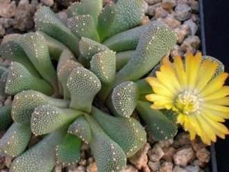 Aloinopsis luckhofii