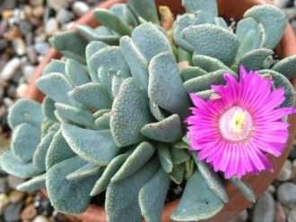 Aloinopsis spathulata (piedra viva resistente)