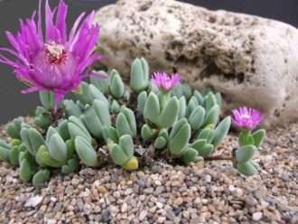 antimima turneriana