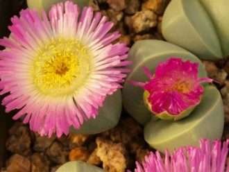 Argyroderma patens - Plantas de piedra azul
