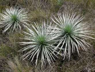 Argyroxiphium kauense - Espada plateada de Mauna Loa