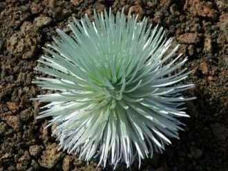 Argyroxiphium sandwicense subsp.  macrocephalum- Haleakala Silversword