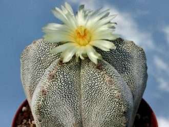 Astrophytum myriostigma 'Onzuka'
