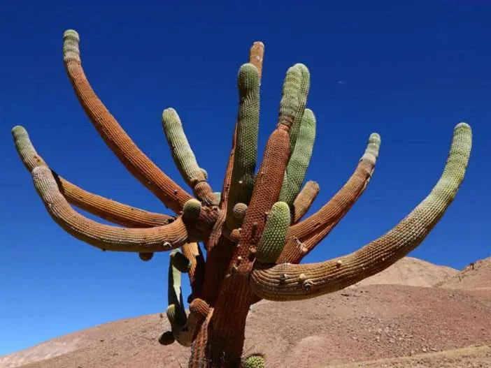 Browningia candelaris - Candelero Cactus