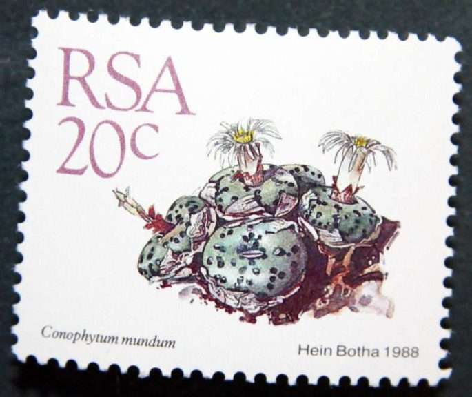 Conophytum mundum-Sudáfrica-1988