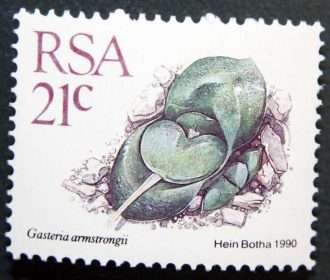 Gasteria nitida var.  armstrongii-Sudáfrica-1988