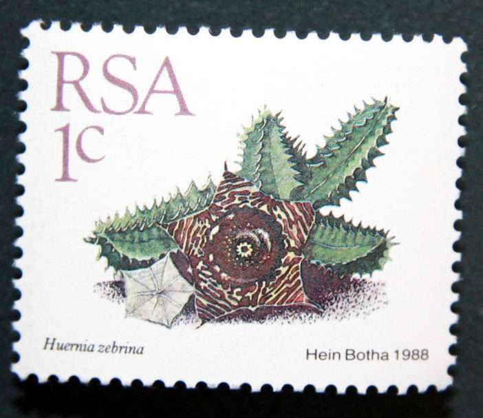 Suculentas en sellos: Huernia zebrina, Sudáfrica, 1988