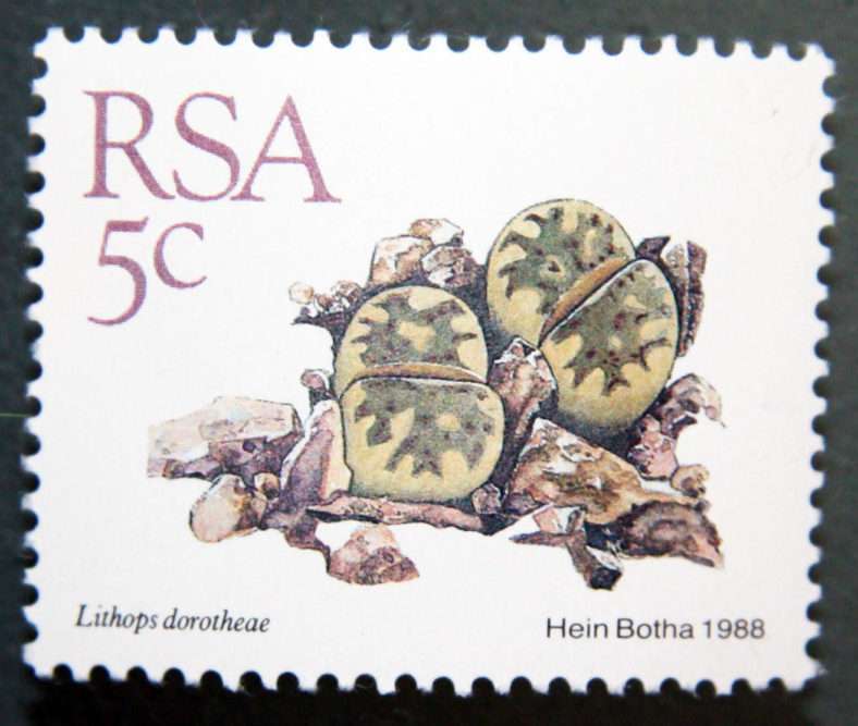 Lithops dorotheae-Sudáfrica-1988