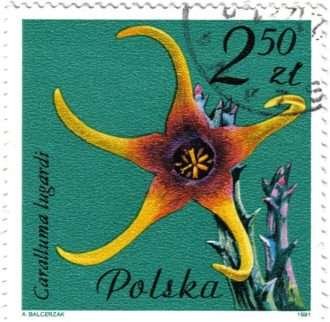 Orbea lugardii-Polonia-1981