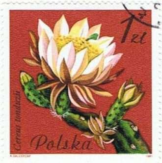 Cereus tonduzii-Polonia-1981