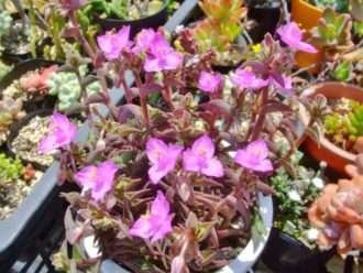Callisia navicularis (Planta de cadena)
