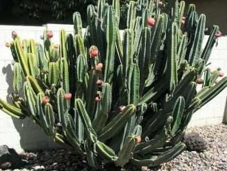 Cereus hildmannianus (cactus de cobertura)
