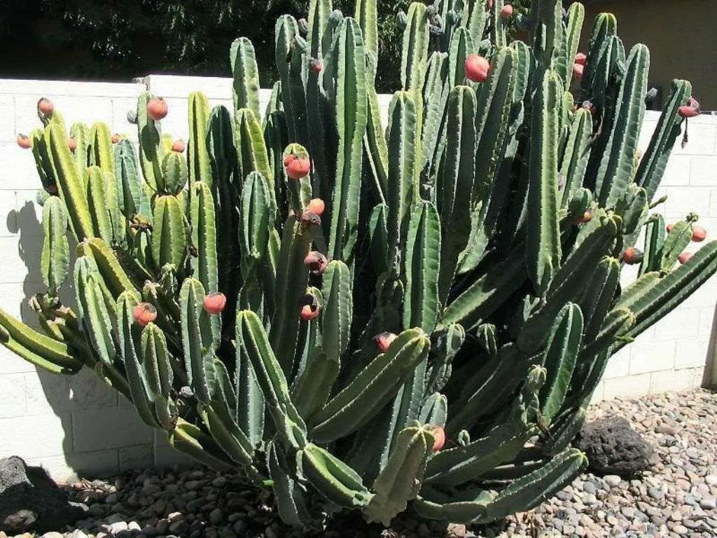 Cereus hildmannianus (cactus de cobertura)