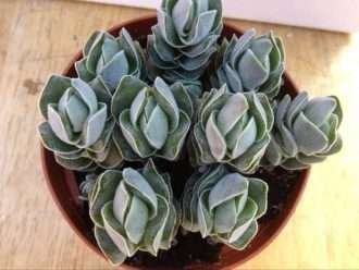 Crassula 'Pagoda de marfil'