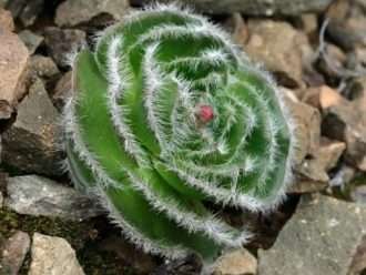 Crassula barbata (Crassula barbuda)