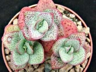 Crassula cordata - Crassula con hojas de corazón
