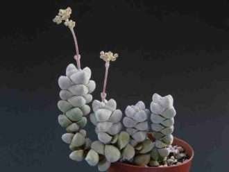 Deceptor de Crassula