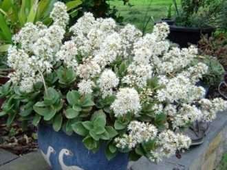Crassula lactea (parches de Taylor)