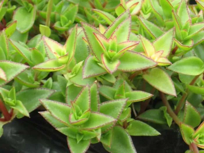 Crassula pelúcida subsp.  braquipetala