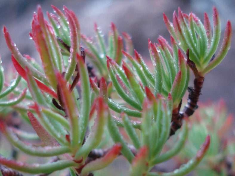 Crassula sarcocaulis subsp.  rupicola (Bonsái Crassula)