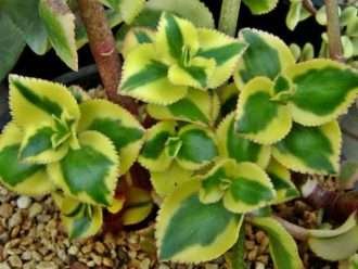 Crassula sarmentosa 'Comet' (Planta de jade rastrero abigarrado) también conocida como Crassula sarmentosa 'Variegata'