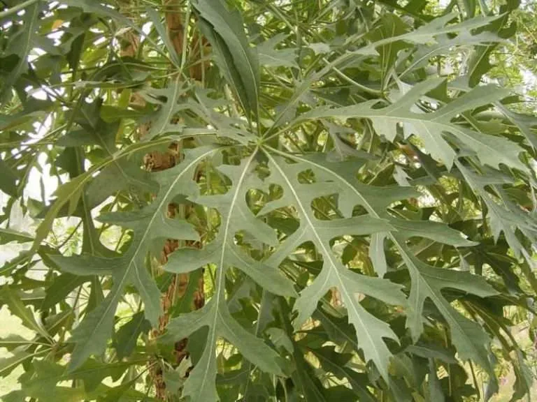 Cussonia paniculata (Árbol de col de montaña)