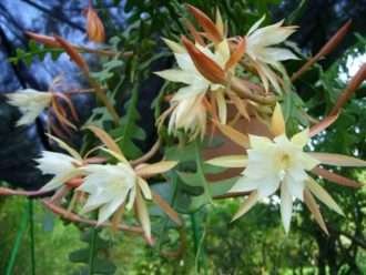 Disocactus anguliger (cactus de espina de pescado) también conocido como Epiphyllum anguliger