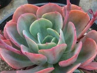 Echeveria 'Cielo Azul'