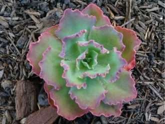 Echeveria 'Crinolina Volantes'
