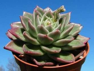 Echeveria 'Gilva' (roseta de cera) también conocida como Echeveria agavoides 'Gilva'
