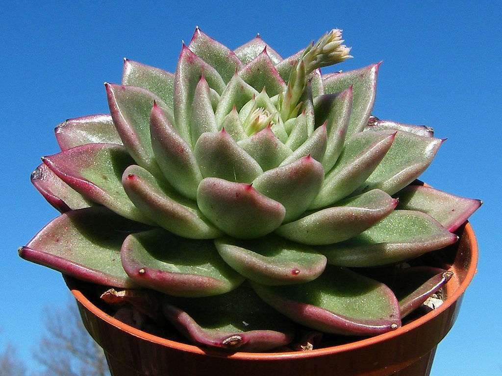 Echeveria 'Gilva' (roseta de cera) también conocida como Echeveria agavoides 'Gilva'