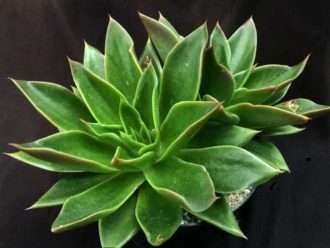 Echeveria 'Mexicano'